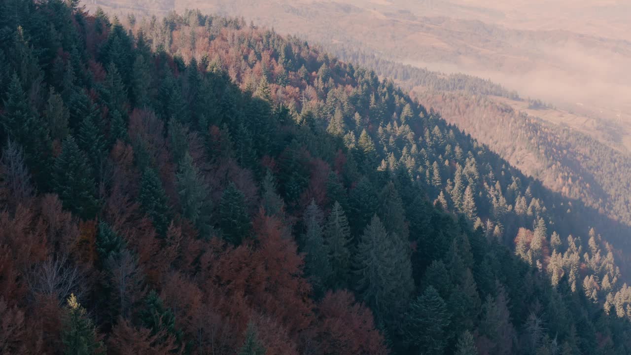 秋季在山区针叶林和落叶林。无人机的观点。视频素材