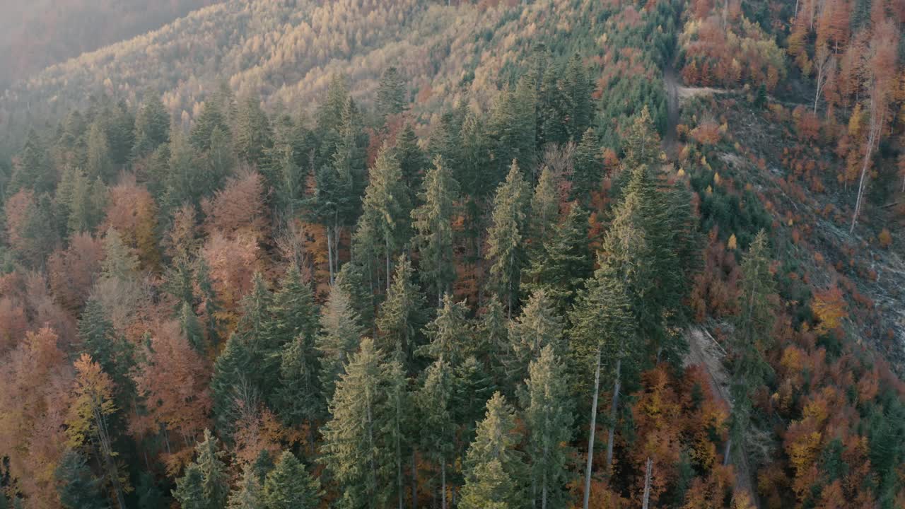 秋季在山区针叶林和落叶林。无人机的观点。视频素材