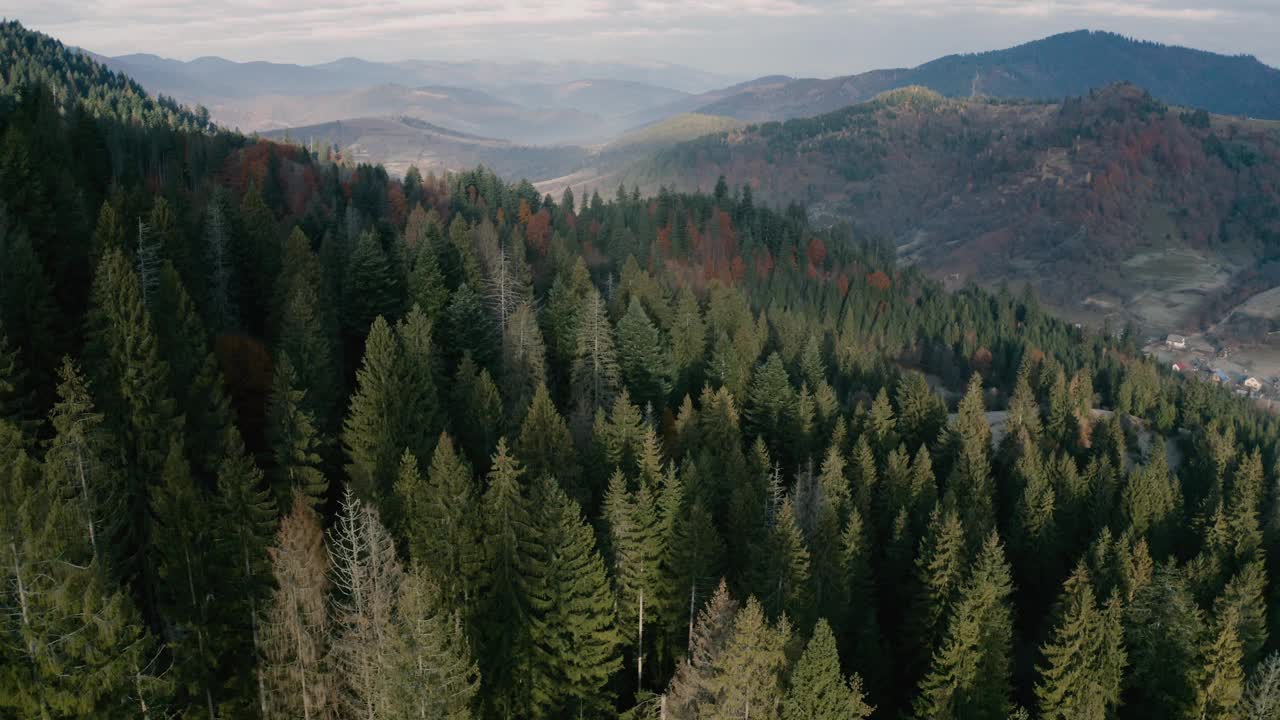 秋季在山区针叶林和落叶林。无人机的观点。视频素材