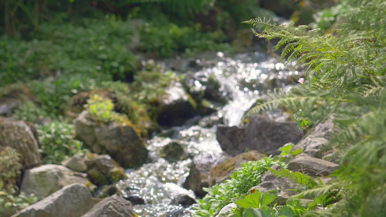 自然纯净的原水在森林中流动，慢动作180帧/秒视频素材