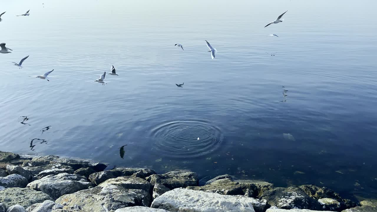 动物鸟海鸥在海边飞行视频素材