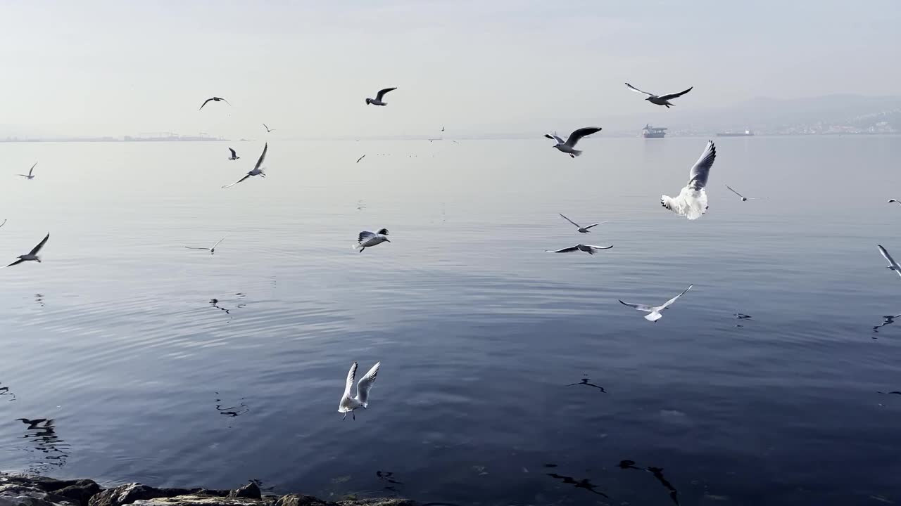 动物鸟海鸥在海边飞行视频素材