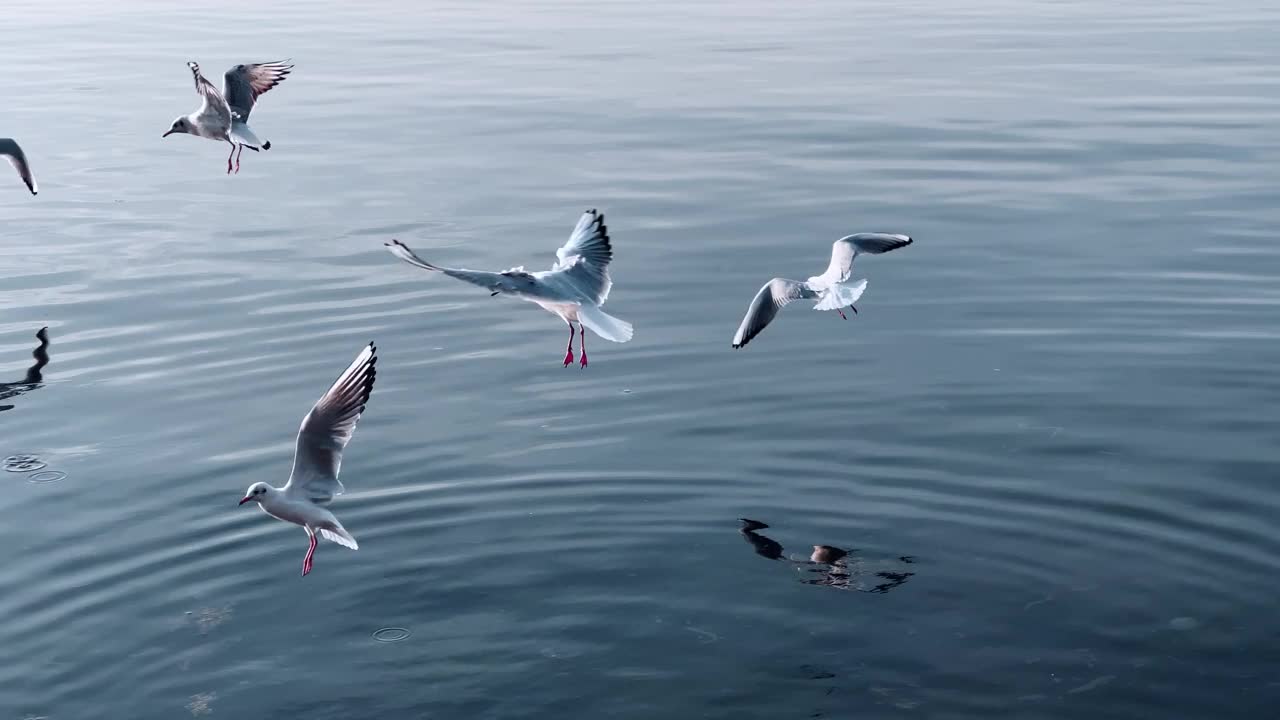 动物鸟海鸥在海边飞行视频素材