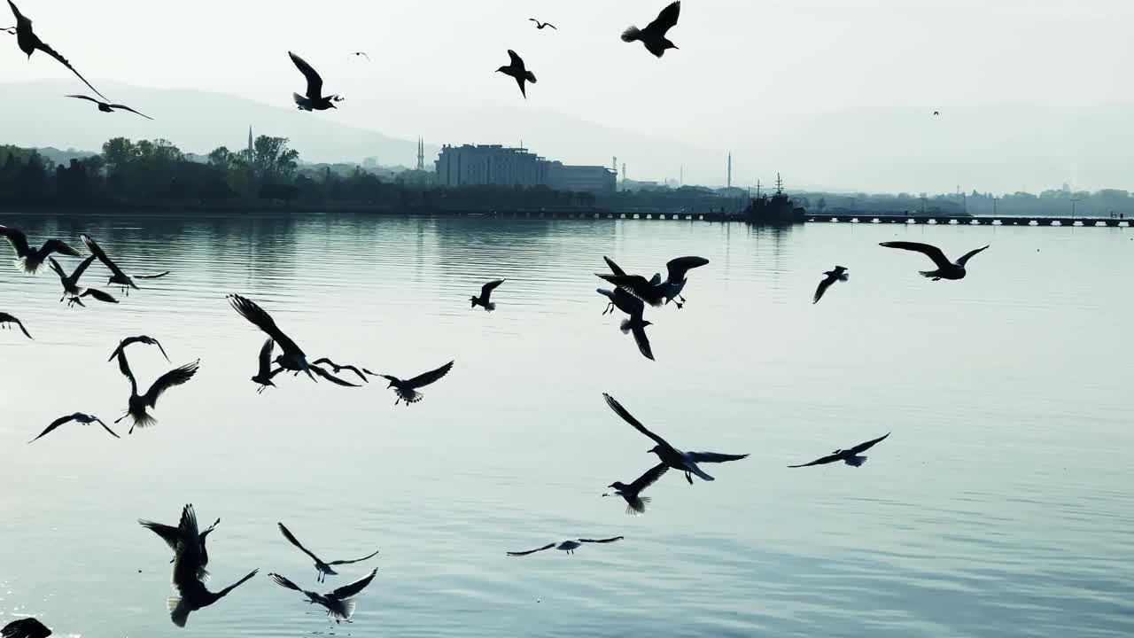 动物鸟海鸥在海边飞行视频素材