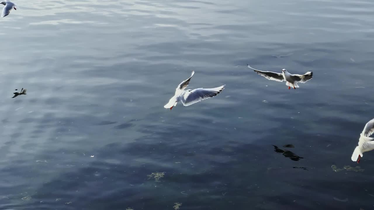 动物鸟海鸥在海边飞行视频素材