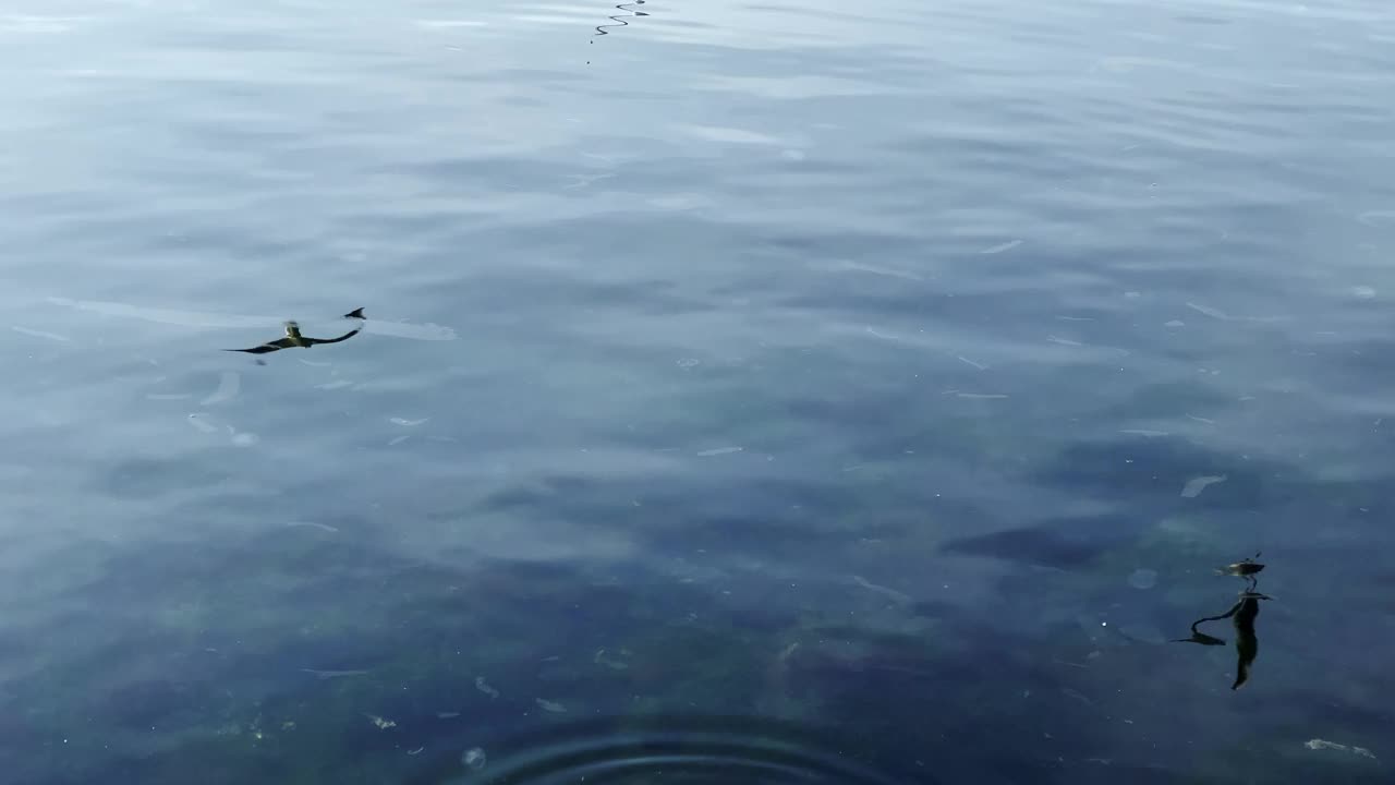 动物鸟海鸥在海边飞行视频素材