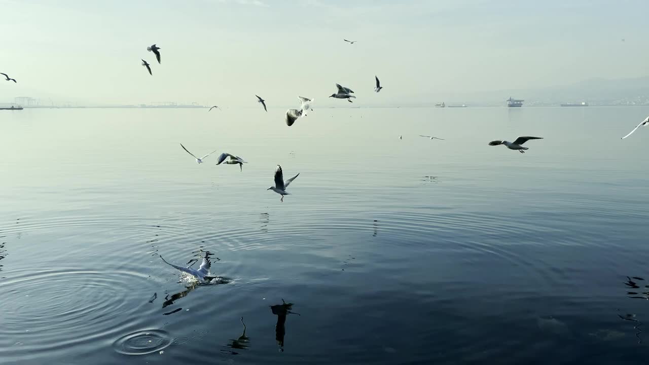 动物鸟海鸥在海边飞行视频素材