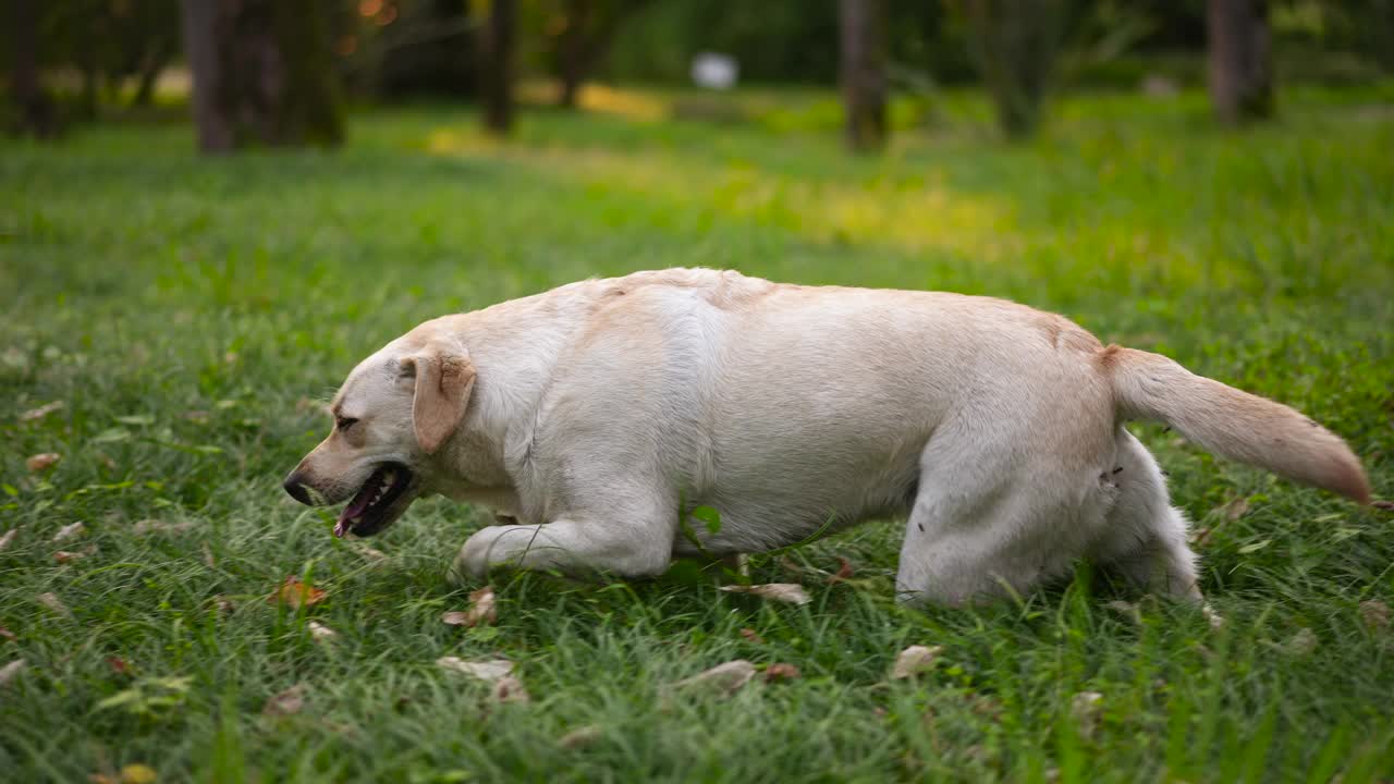 拉布拉多寻回犬在高高的草坪上嬉戏。家养宠物狗玩耍视频素材