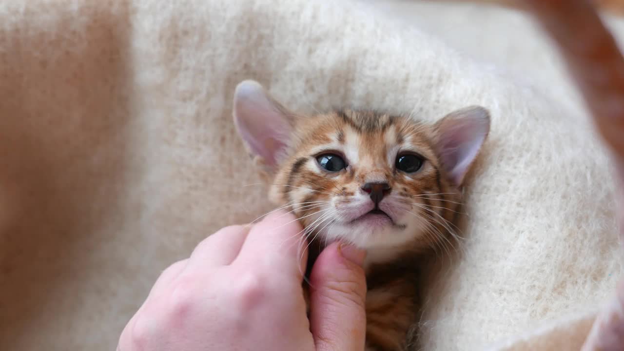 师父清理一只孟加拉小猫的眼睛视频素材