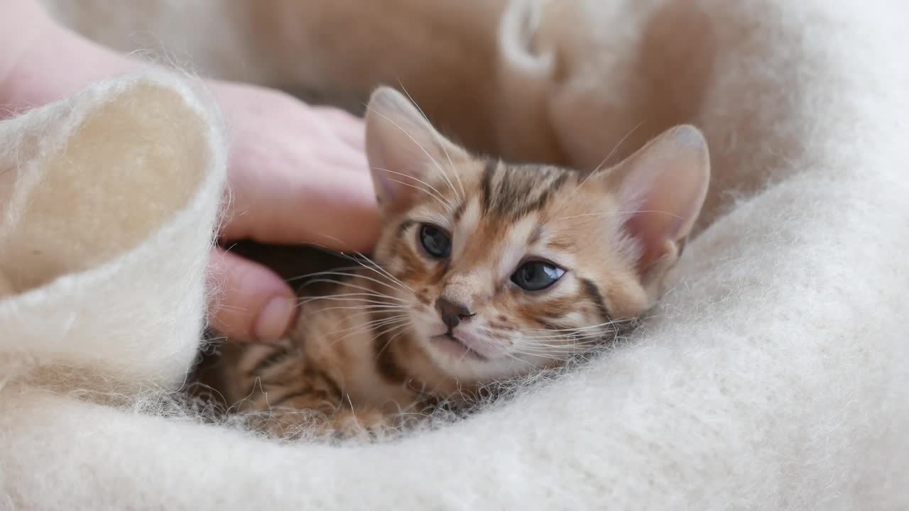 师父和美丽的孟加拉小猫玩耍视频素材