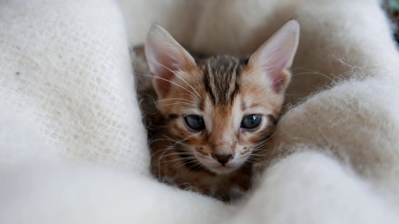 一只美丽的孟加拉小猫的肖像在白色的毯子上视频素材