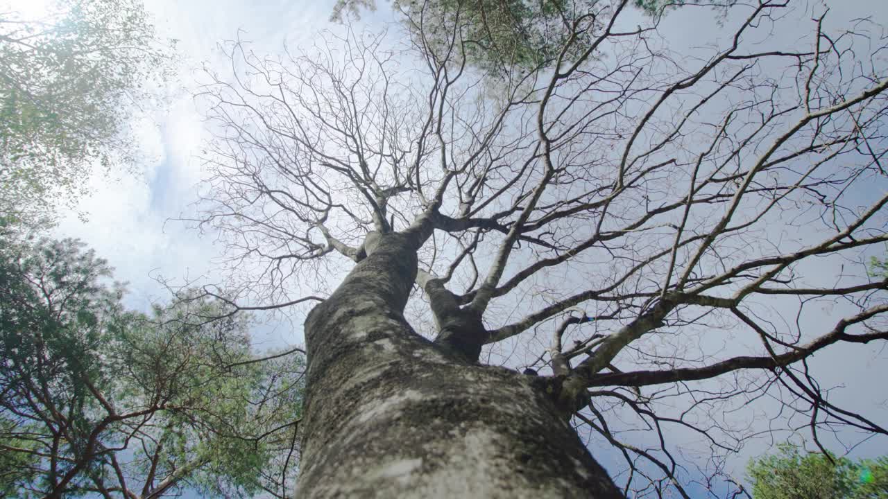 公园里的一种高桦树，树枝分叉，没有叶子视频素材