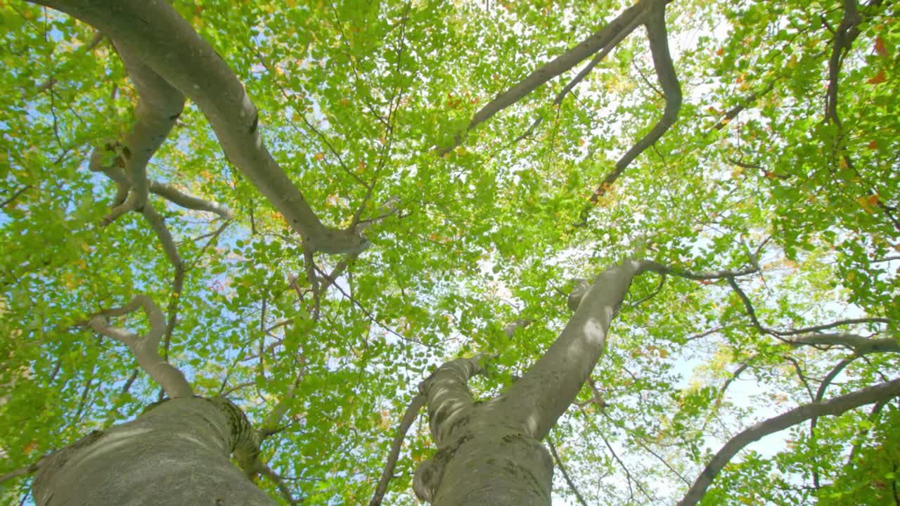 桦树分叉的树枝和苔藓覆盖的树干视频素材