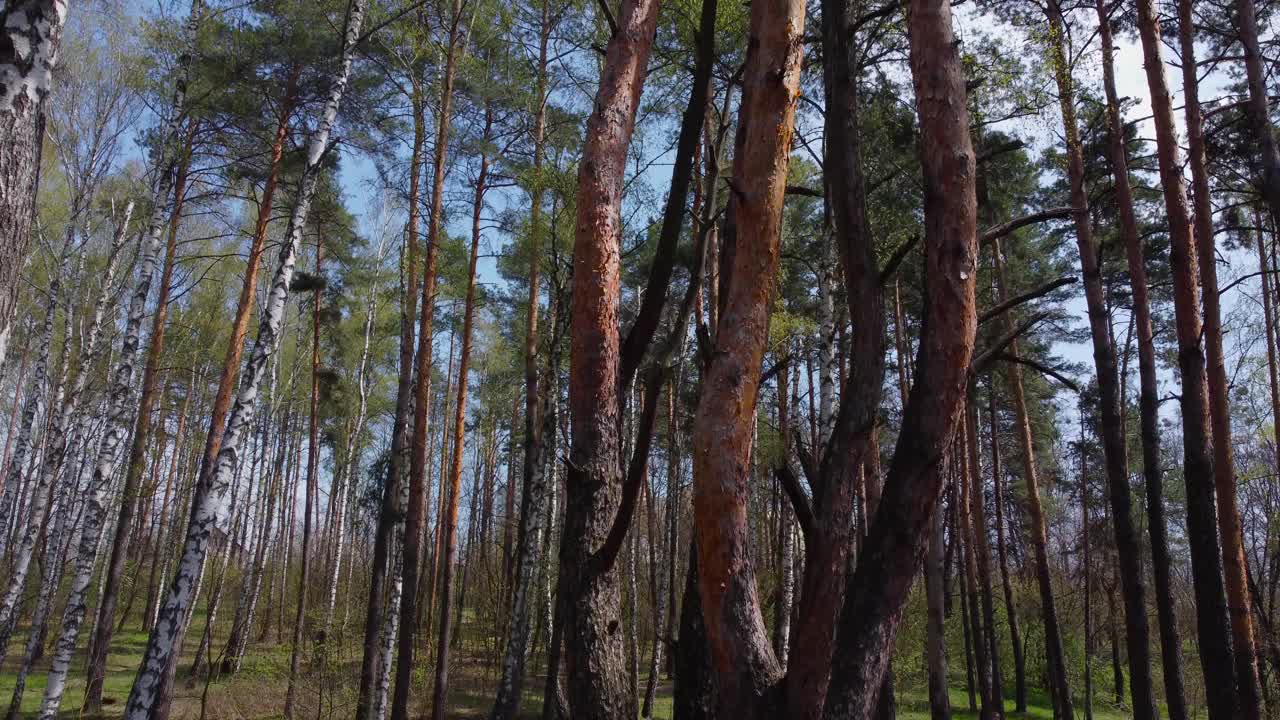 松树和桦树的树干在春天的森林，鸟瞰图视频素材