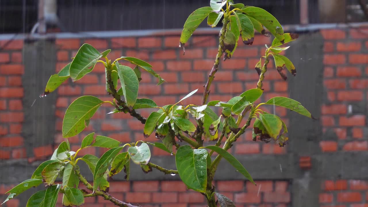 特写拍摄了秘鲁瓦拉兹高地一所房子屋顶上大雨滴落在植物叶子上的场景视频素材