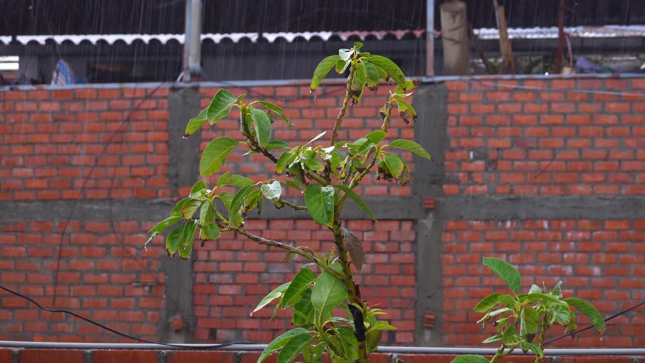 特写拍摄了秘鲁瓦拉兹高地一所房子屋顶上大雨滴落在植物叶子上的场景视频素材