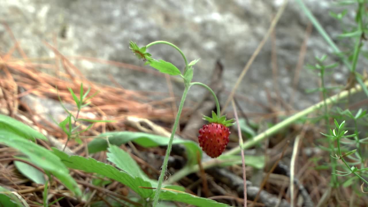 妇女双手采摘新鲜的野生草莓在森林视频素材