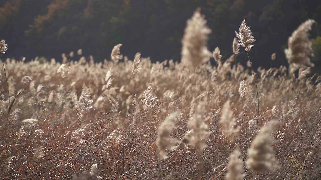 芦苇床在南汉江/丹阳郡，韩国忠北道视频素材