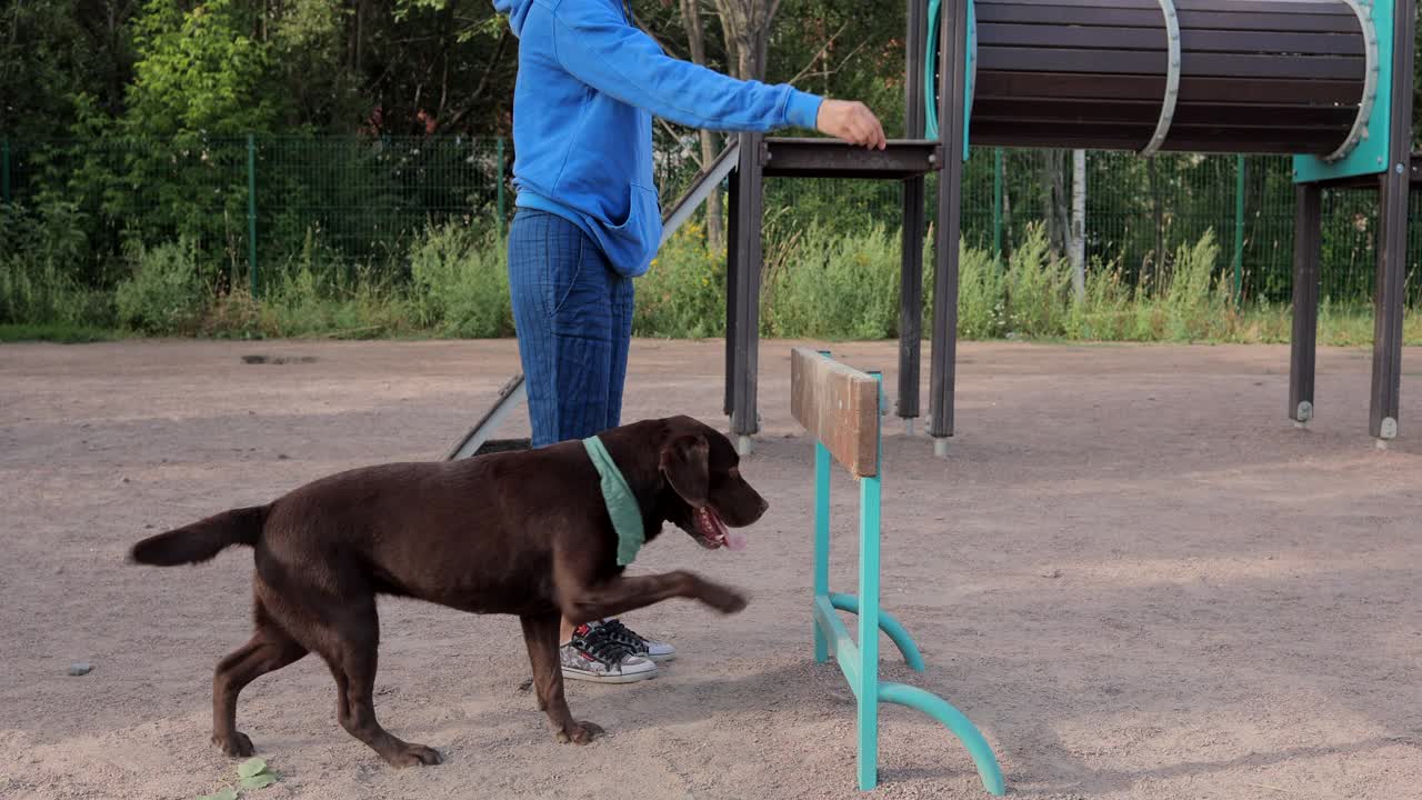 一个女人和一只拉布拉多猎犬在操场上训练狗。训犬人或宠物主人教狗遵守命令视频素材