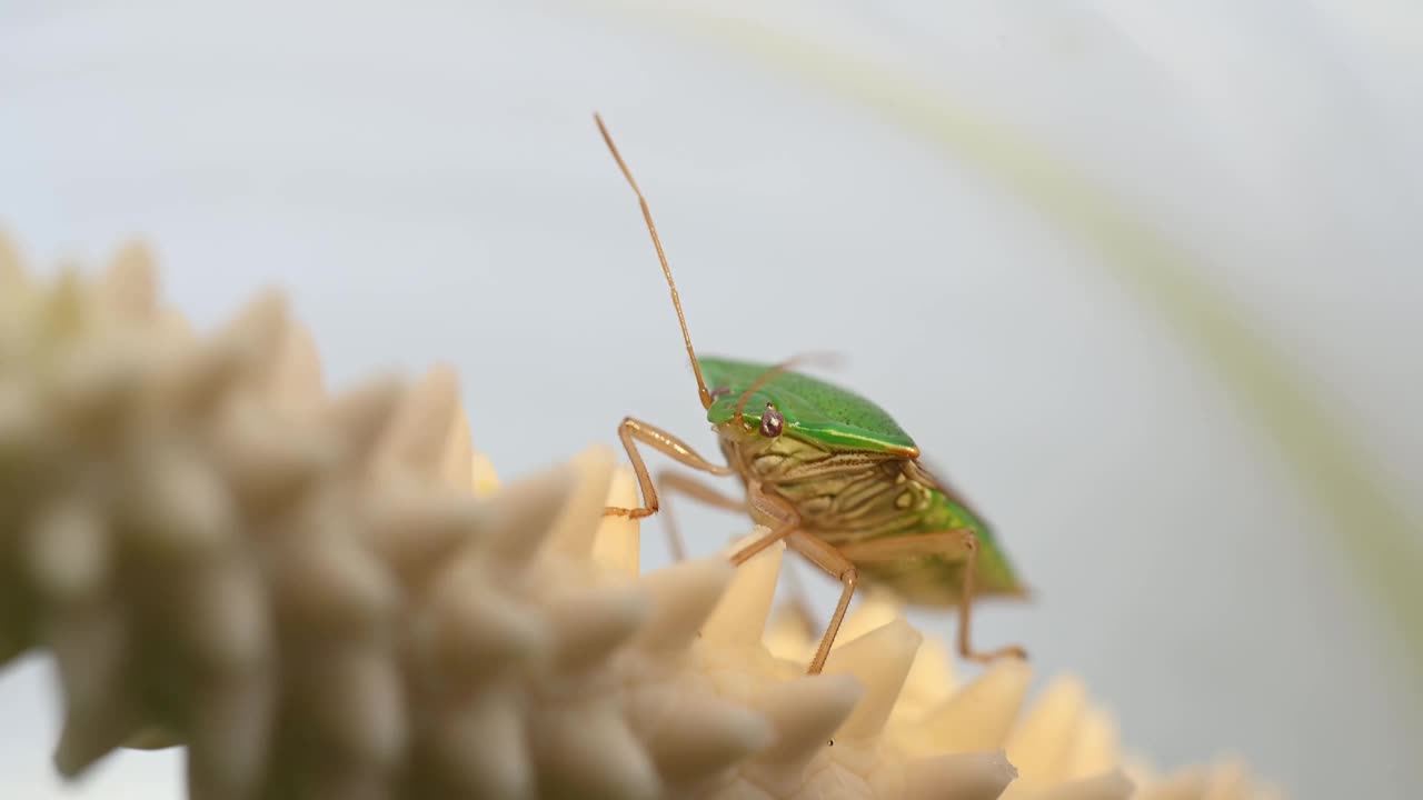 南方绿色臭虫(nezara viridula)的宏观图像。它有棕色的秋天颜色。它是一种重要的经济害虫，以豆类和大豆等作物为食。视频素材