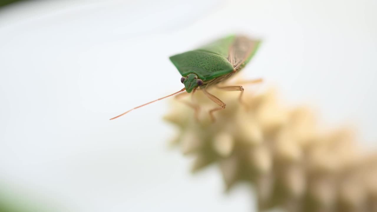 南方绿色臭虫(nezara viridula)的宏观图像。它有棕色的秋天颜色。它是一种重要的经济害虫，以豆类和大豆等作物为食。视频素材