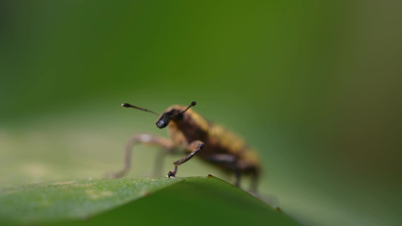 象鼻虫是属于象鼻虫超科的甲虫。Lixus angustatus视频素材