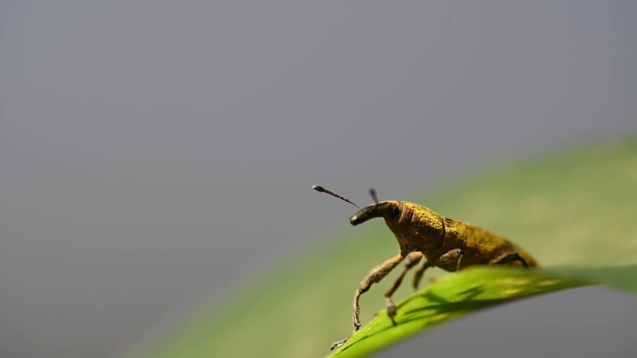 象鼻虫是属于象鼻虫超科的甲虫。Lixus angustatus。用宏观摄影技术捕捉。视频素材