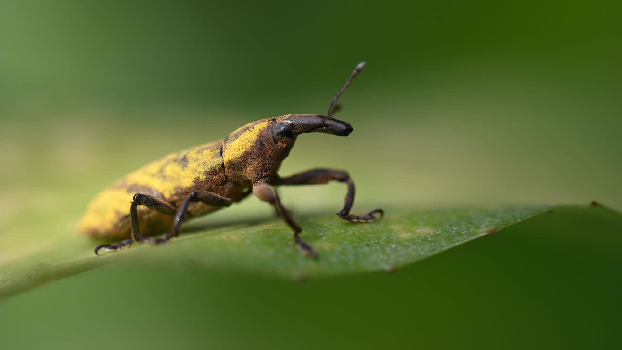 象鼻虫是属于象鼻虫超科的甲虫。Lixus angustatus视频素材