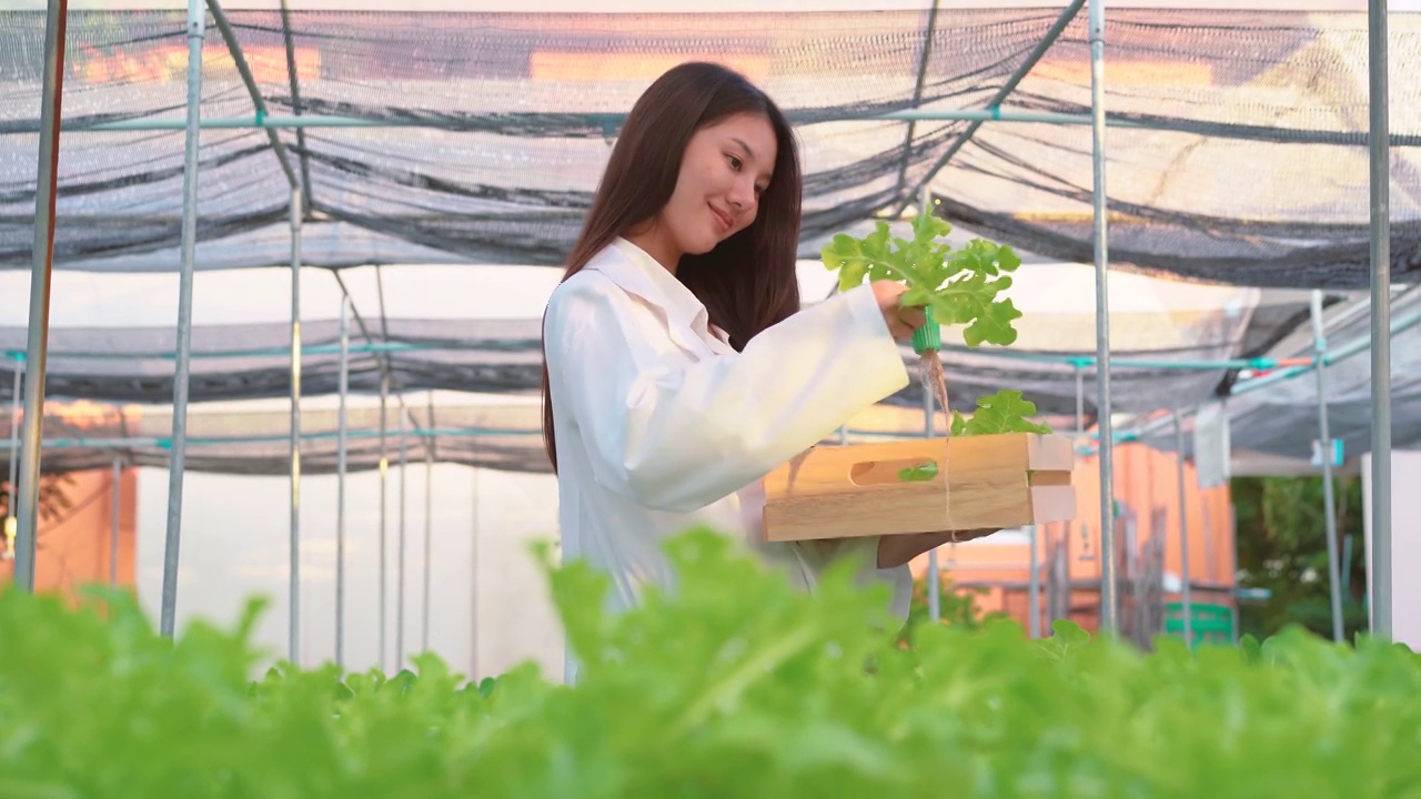 亚洲女科学家在蔬菜水培农场工作与幸福。女孩收获了绿色的橡树，带着木盒走到温室农场储存视频素材画面1
