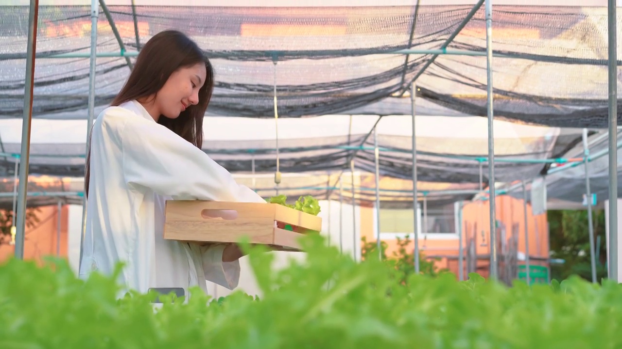 亚洲女科学家在蔬菜水培农场工作与幸福。女孩收获了绿色的橡树，带着木盒走到温室农场储存视频素材画面2