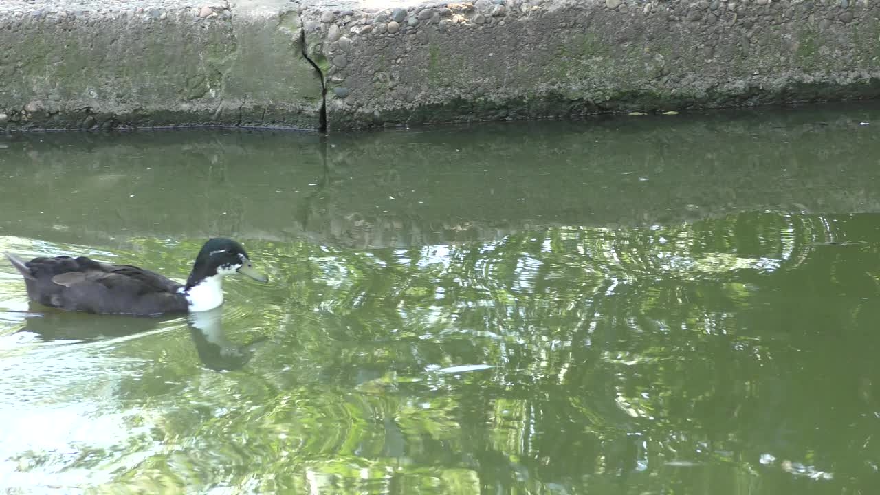 鸭子在池塘里游泳视频素材