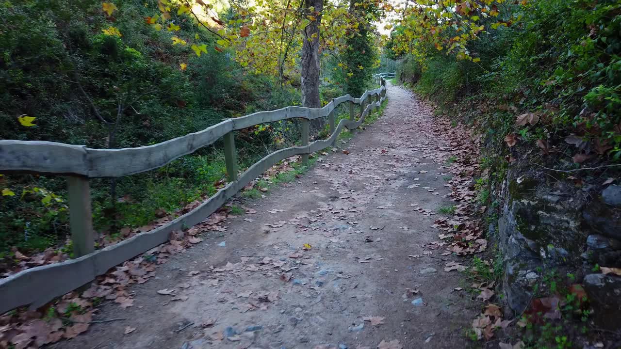 森林中令人惊叹的小路，周围的树木都是秋天的颜色视频素材