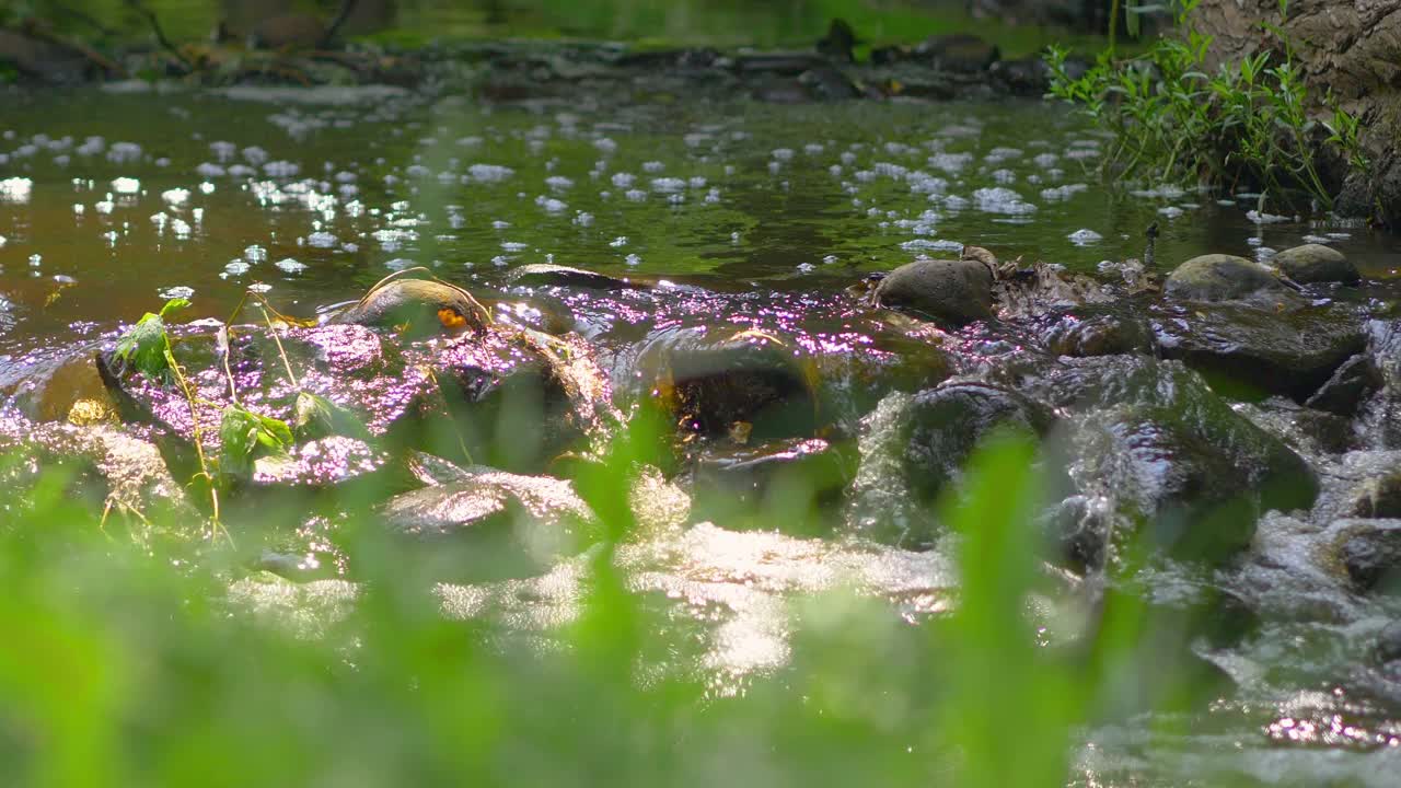 自然纯净的原水在森林中流动，4k慢动作60帧/秒视频素材