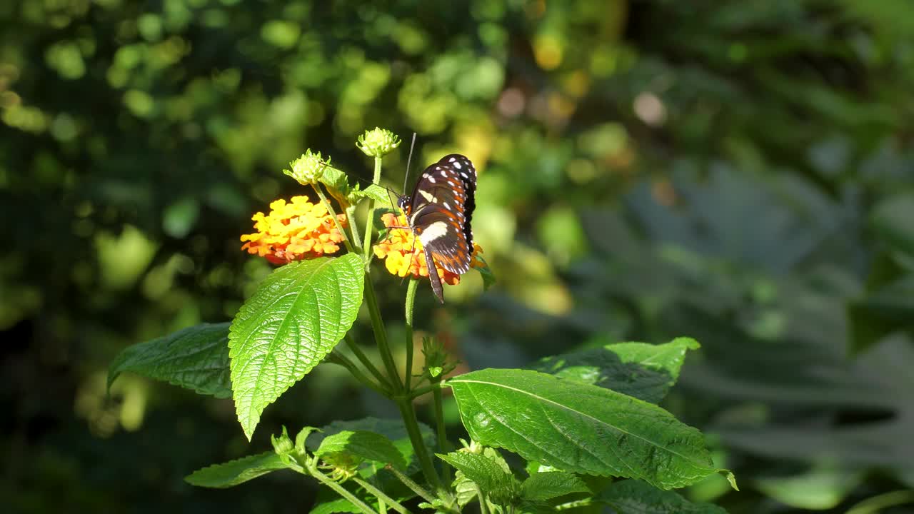 魏德梅尔的《花上的蝴蝶》视频素材