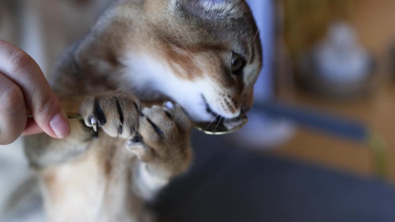 这位妇女正在喂小猫视频素材