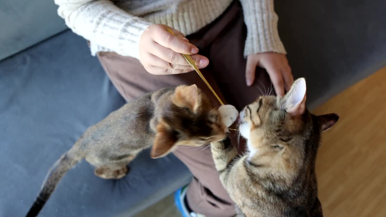 这位妇女正在喂小猫视频素材