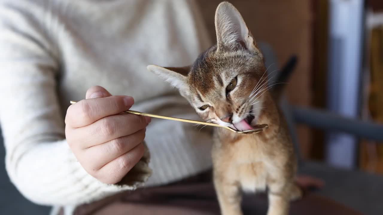 这位妇女正在喂小猫视频素材