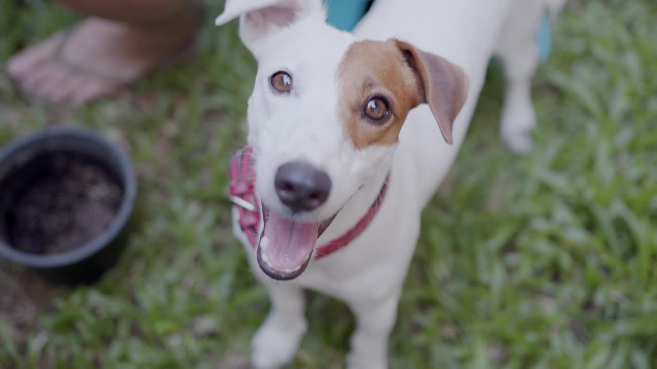 杰克罗素梗犬看着主人，想知道些什么。视频素材