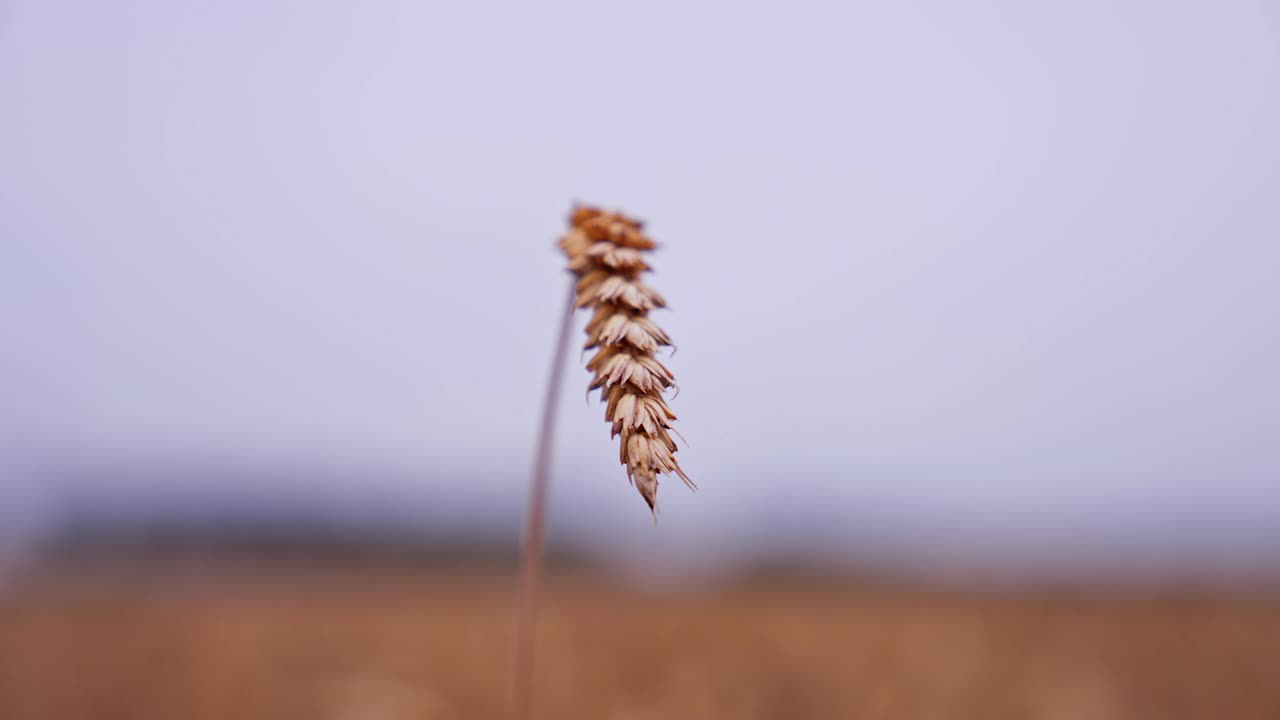 小麦小穗孤立。模糊的背景上单独成熟的小麦穗。农业产业。丰收的季节。特写镜头。视频素材