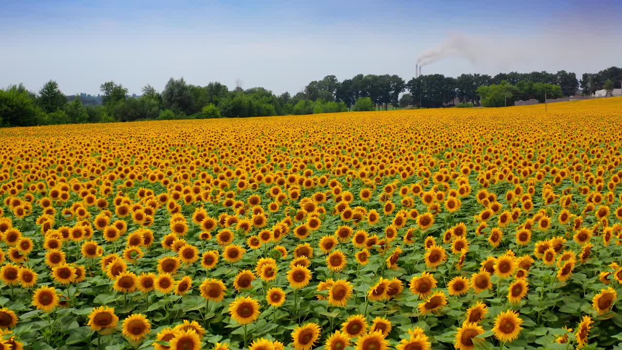 美丽的向日葵田在乡下。夏日里盛开的农业植物。美丽的向日葵在农田。视频素材