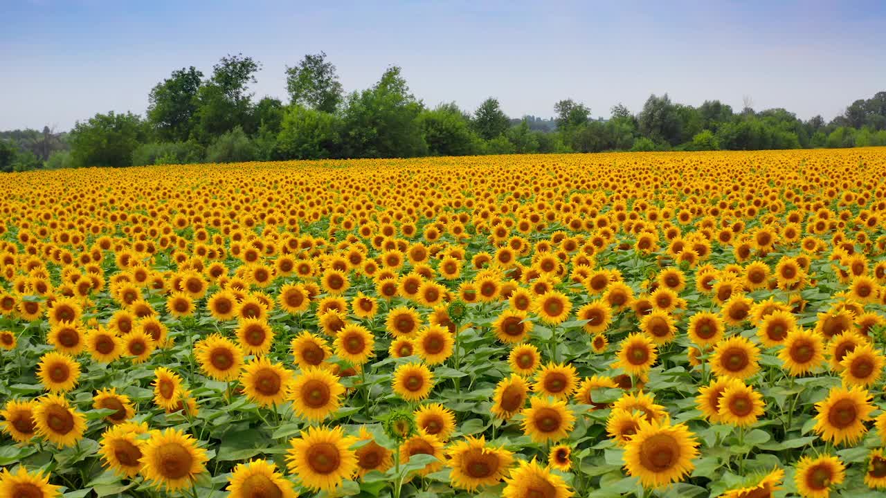 明亮的田野向日葵在绿色的自然背景。夏季开花种子植物的惊人景观。橙色的向日葵盛开的。视频素材