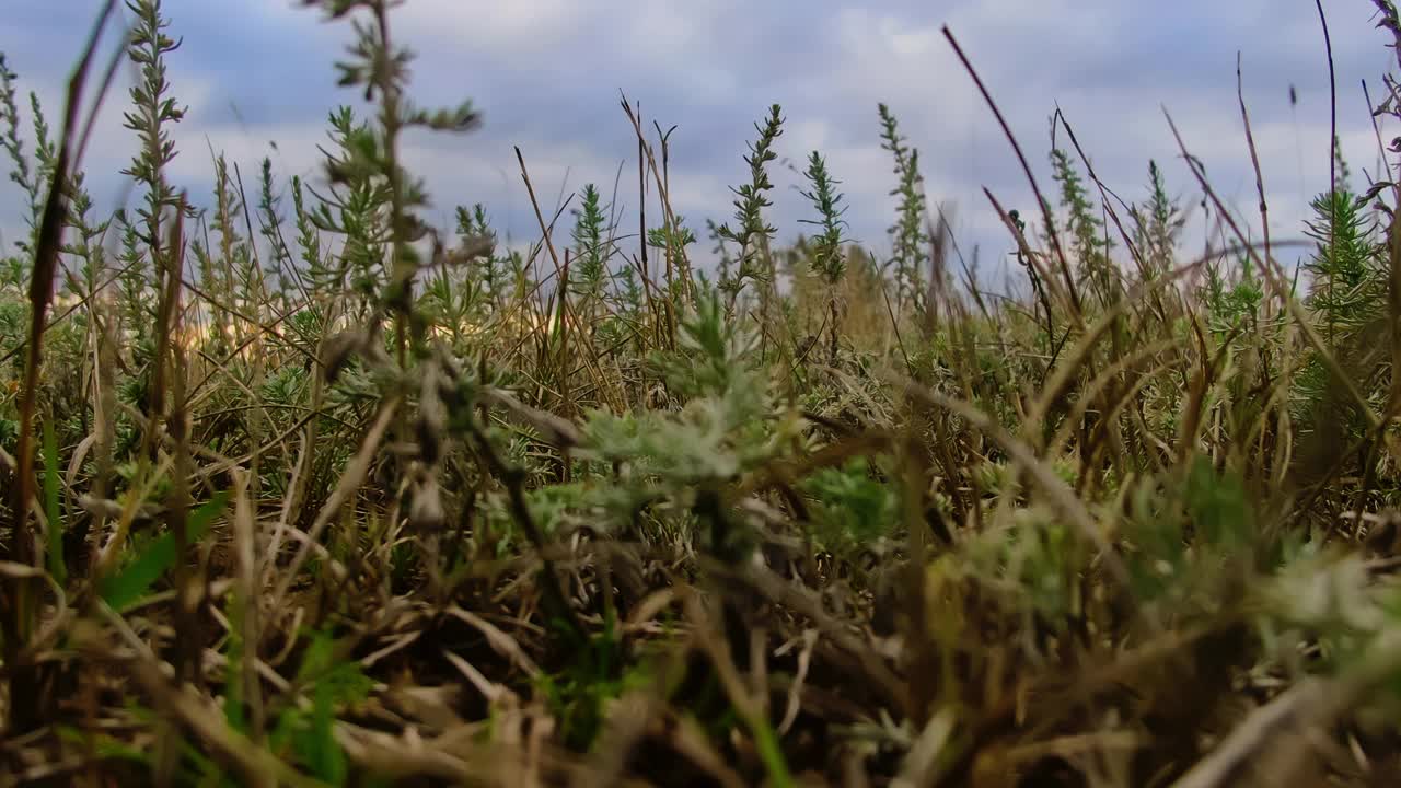 特写野生植物在风中摇曳。田野里透过草叶可以看到蔚蓝的天空。4 k, ProRes视频素材