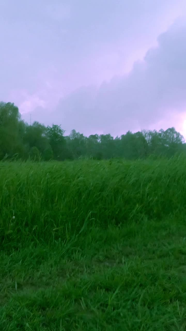 雨，紫色的闪电在天空中闪闪发光，一股强劲的风摆动着绿色的草-垂直连续镜头视频素材