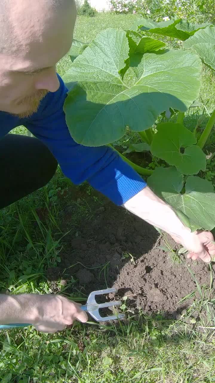 男人除去杂草旁边生长的西葫芦-垂直镜头视频素材