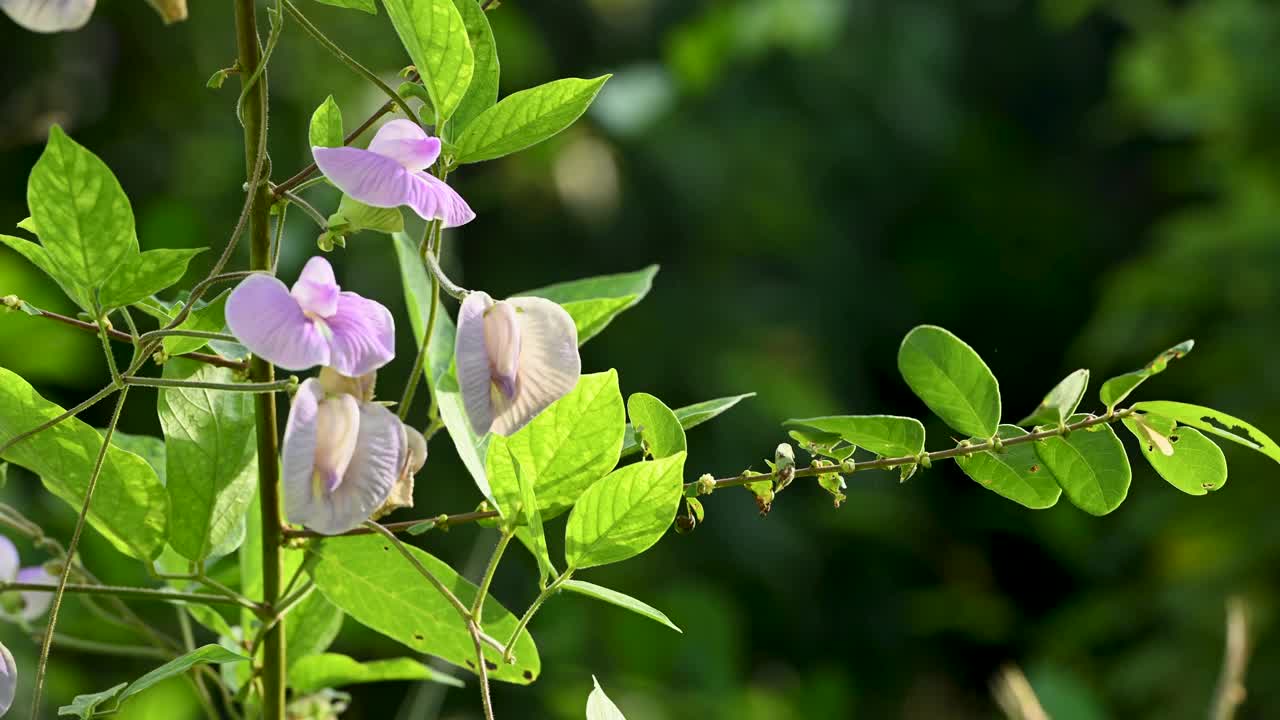 蝴蝶豌豆花在阳光和晨风的大自然。视频素材