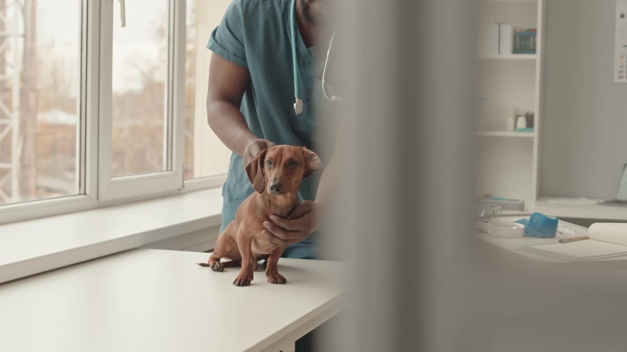 腊肠犬在看医生视频素材