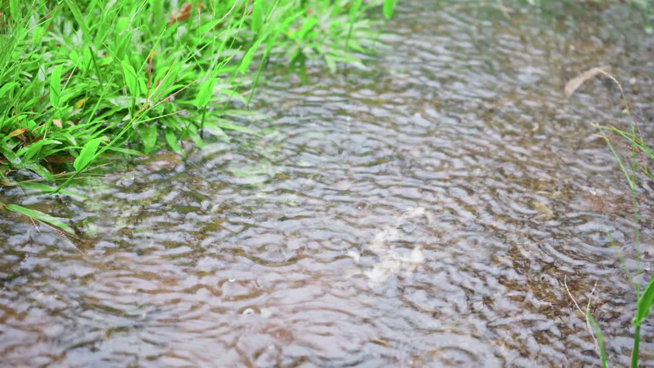 沉重的热带雨滴。大雨浇在了农场庄稼的土壤上。雨季或台风季节。由全球变暖引起的极端天气视频下载