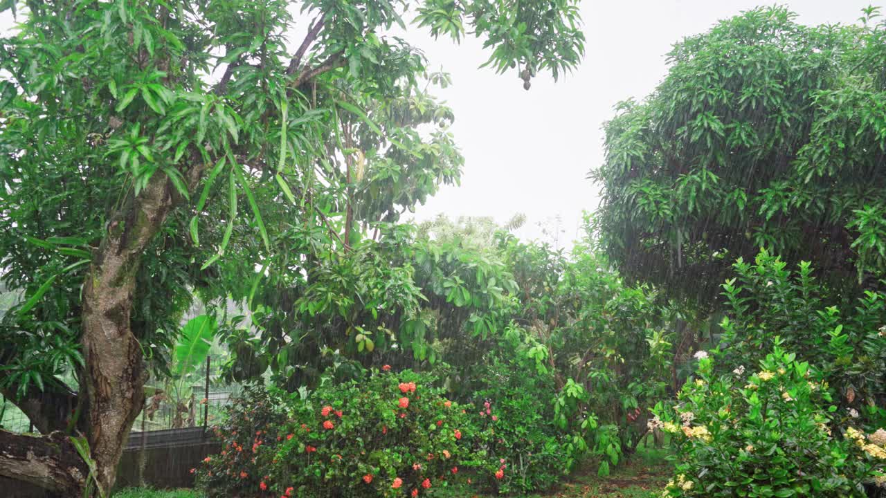 美丽的热带花园，大雨滂沱。芒果树和带花的灌木。视频下载