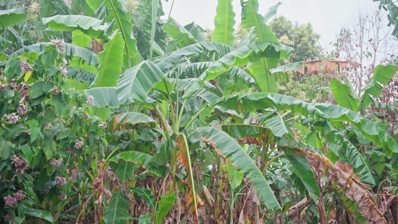 雨季香蕉树种植。在季风季节繁茂的热带水果农场。法属波利尼西亚塔希提岛的植物群。视频下载