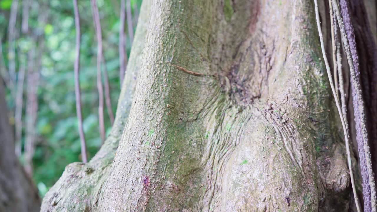 靠近热带雨林中的丛林树干。法属波利尼西亚塔希提岛的植物群视频素材